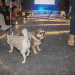 fashion-auweek-clinica-quatro-patas-2022_0098