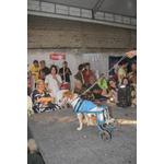 fashion-auweek-clinica-quatro-patas-2022_0106