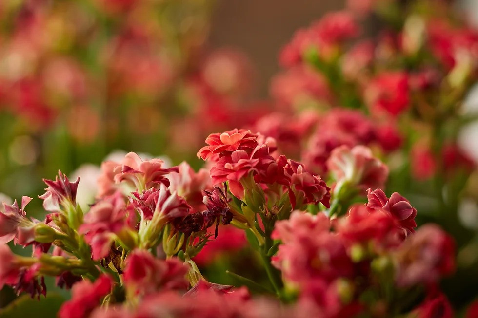 Palato celebra a chegada da primavera com exposição no Festival das Flores