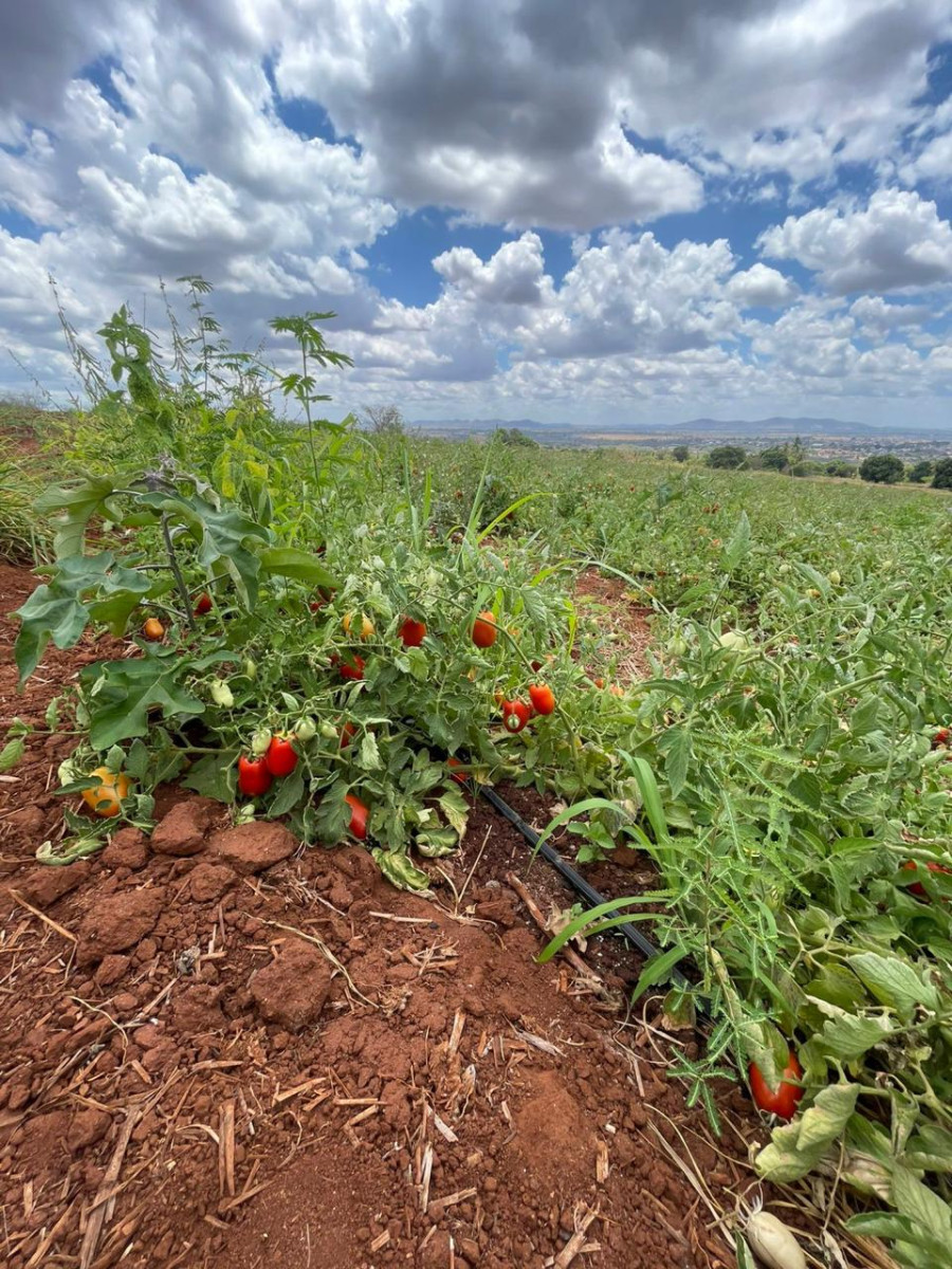 Plantação de tomates em Palmeira dos Índios desviava água que abasteceria mais de 120 famílias